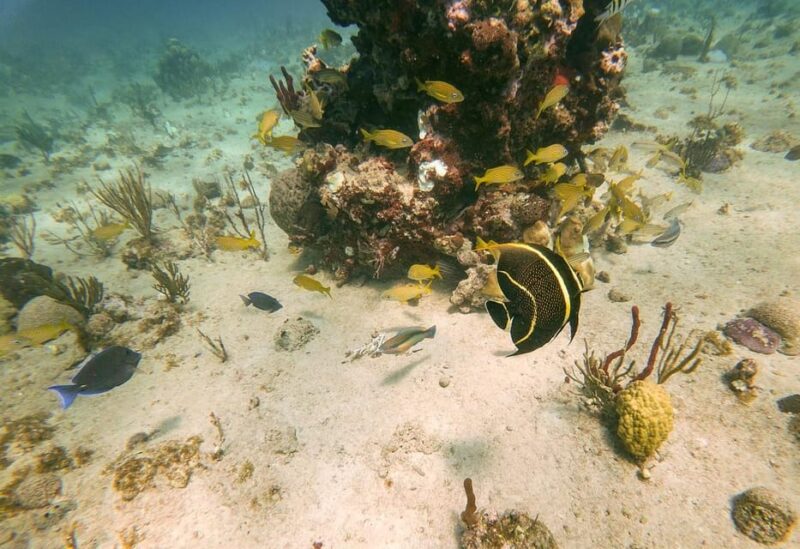 Punta Cana: Catalina Island Private Day Trip With Snorkeling - Customer Feedback