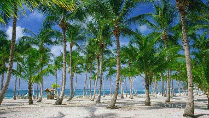 Punta Cana: Catamaran Day Trip to Catalina Island With Lunch - Itinerary