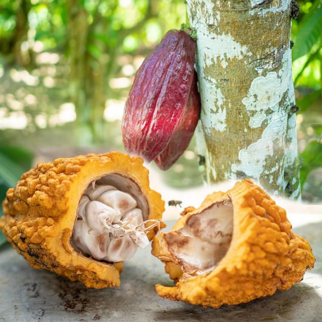 Punta Cana Cultural Tour History, Traditions and Flavors - Key Points