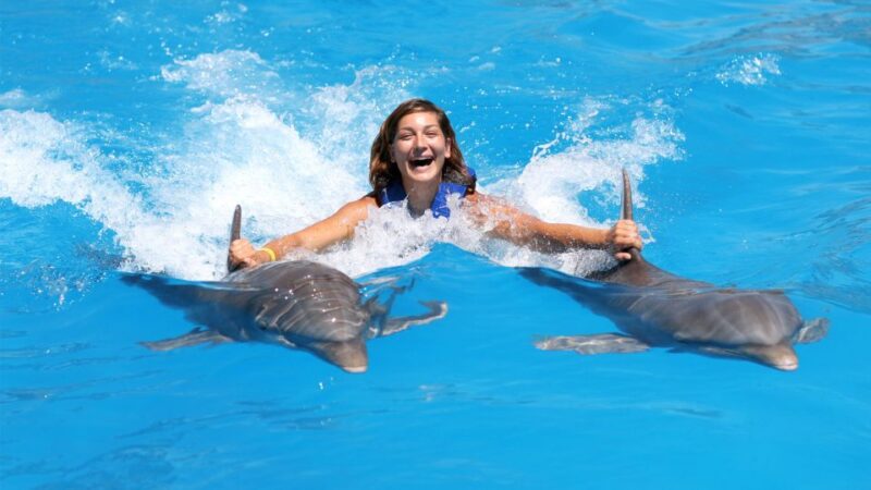 Punta Cana: Dolphin Discovery Swims and Encounters - Key Points