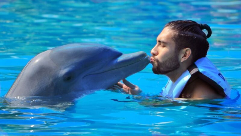 Punta Cana: Dolphin Discovery Swims and Encounters - Dolphin Encounter Programs