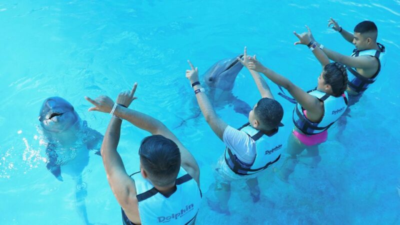 Punta Cana: Dolphin Discovery Swims and Encounters - Activities and Amenities