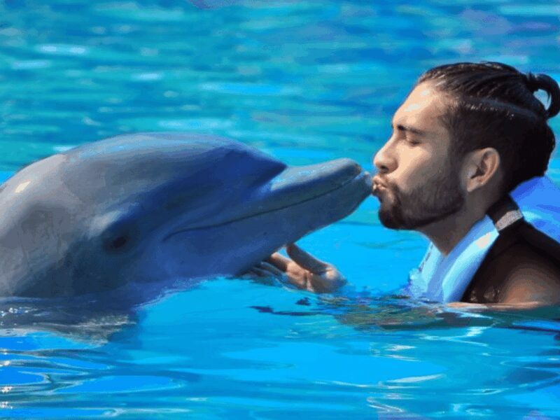 Punta Cana: Dolphin Explorer Park Entry, Swim, or Encounter - The Sum Up