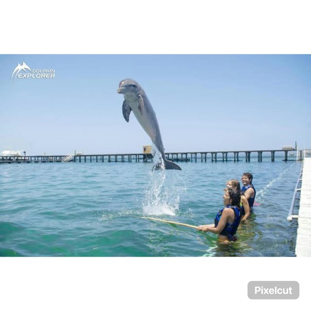 Punta Cana: Dolphin Explorer Swims and Encounters - Interaction Details