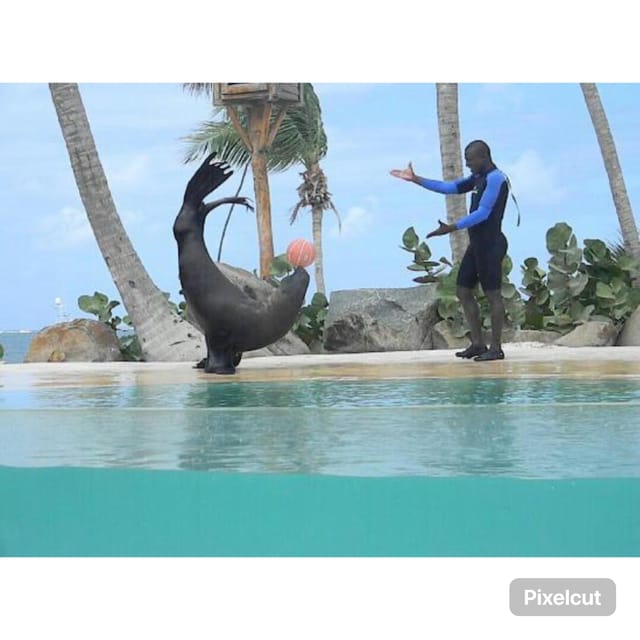 Punta Cana: Dolphin Explorer Swims and Encounters - Additional Shows