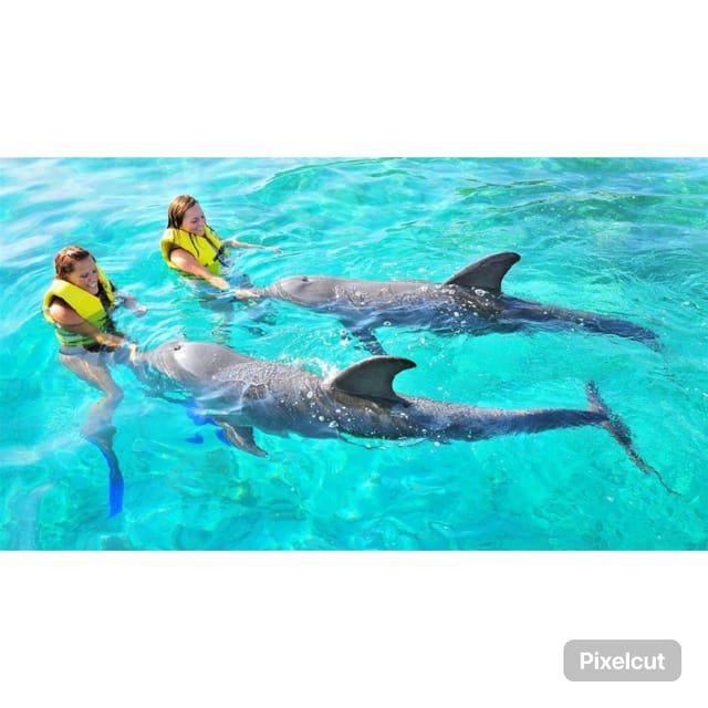 Punta Cana: Dolphin Explorer Swims and Encounters - Customer Feedback
