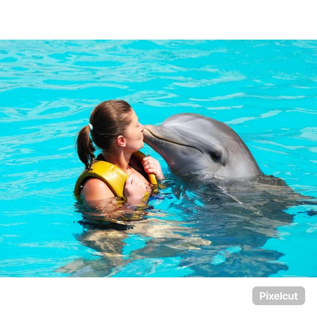 Punta Cana: Dolphin Explorer Swims and Encounters - Recap