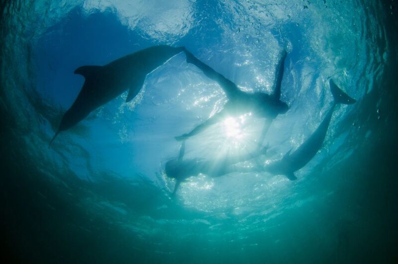 Punta Cana: Dolphin Explorer Swims and Interactions - Conservation and Biodiversity