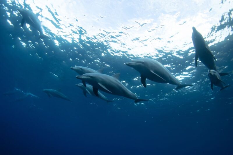 Punta Cana: Dolphin Explorer Swims and Interactions - Participant Suitability
