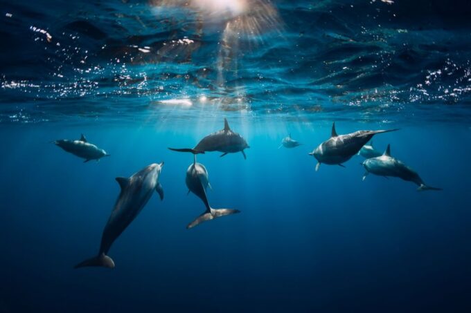 Punta Cana: Dolphin Explorer Swims and Interactions - Adrenaline-Filled Experiences