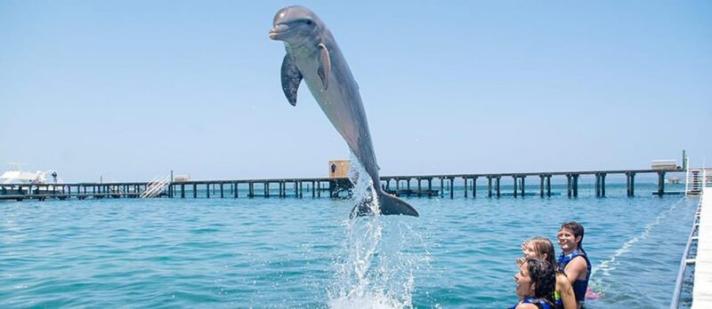 Punta Cana Dolphin Swim Adventure: 40-min Dolphin Experience - Transportation and Pickup