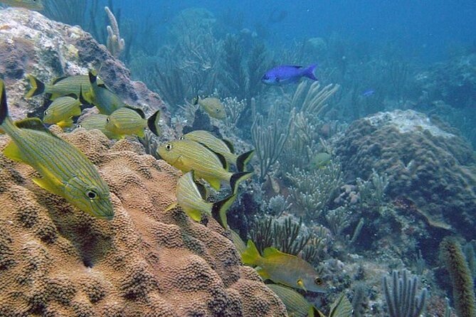 Punta Cana Experience: Scuba Diving, Scooter, Panoramic Glass Boat and Snorkel - Health and Safety Considerations