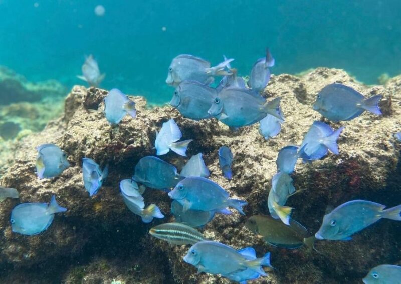 Punta Cana: Full-day Snorkelling Tour in Catalina Island - Tour Pricing and Availability