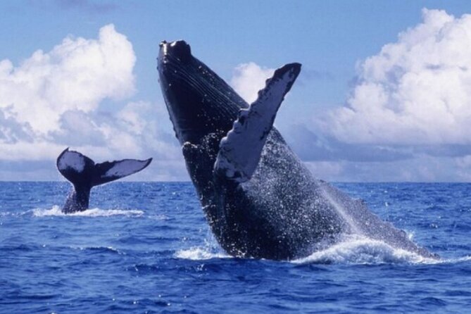 Punta Cana: Full Day Whale Watching + Montana Redonda With Lunch - About Your Stay