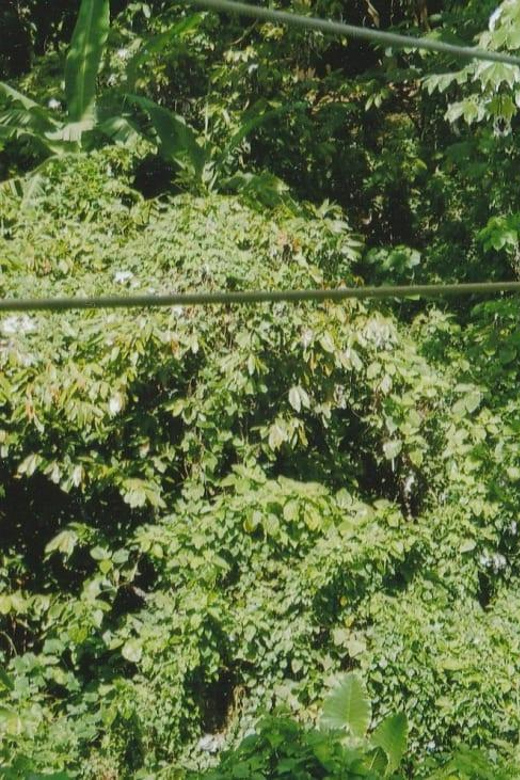 Punta Cana Half Day Tour Zip Line - Booking and Cancellation
