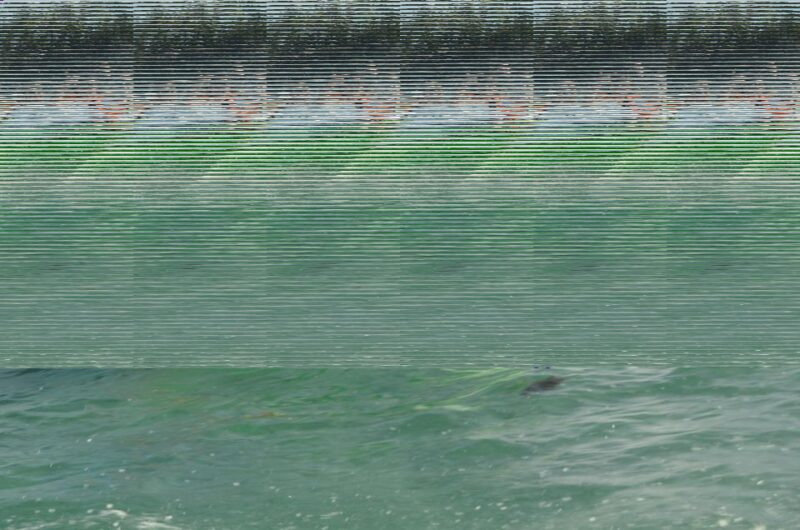 Punta Cana High Performance Speed Boat Adventure and Snorkel - Experience Highlights