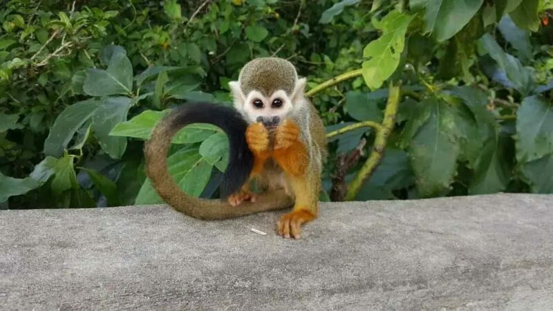 Punta Cana: Monkey Land Tour with Hotel Pickup - The Itinerary in Detail