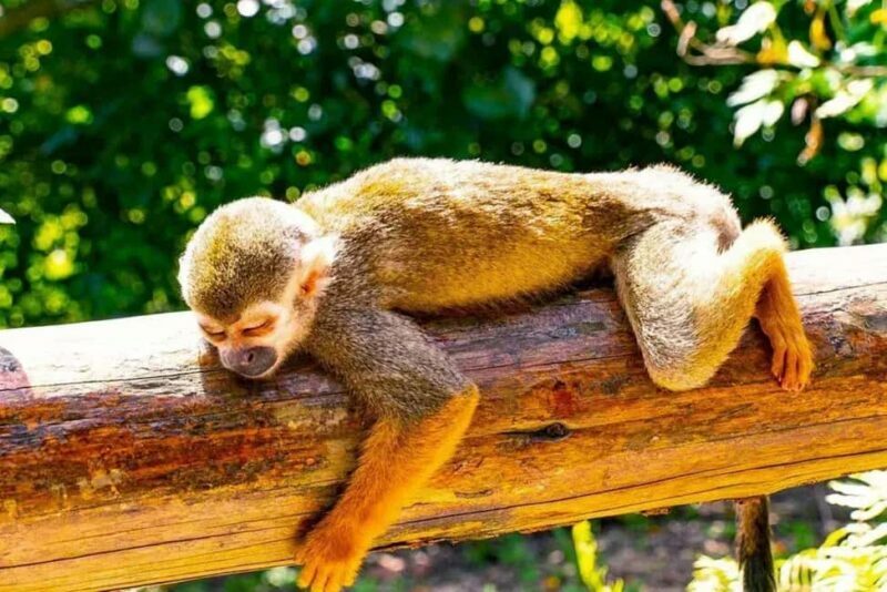 Punta Cana: Monkey Land Tour with Hotel Pickup - The Practical Side: What to Expect