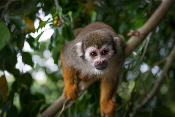 Punta Cana Monkeyland and Zipline Two Adventures in One Day - Inclusions and Requirements