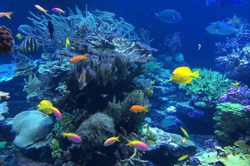 Punta Cana or La Romana: Catalina Island Tour and Snorkeling - Key Points