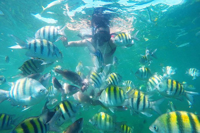Punta Cana Private Cruise up to 10 Snorkeling & Seafood Lunch - Guest Feedback and Experiences