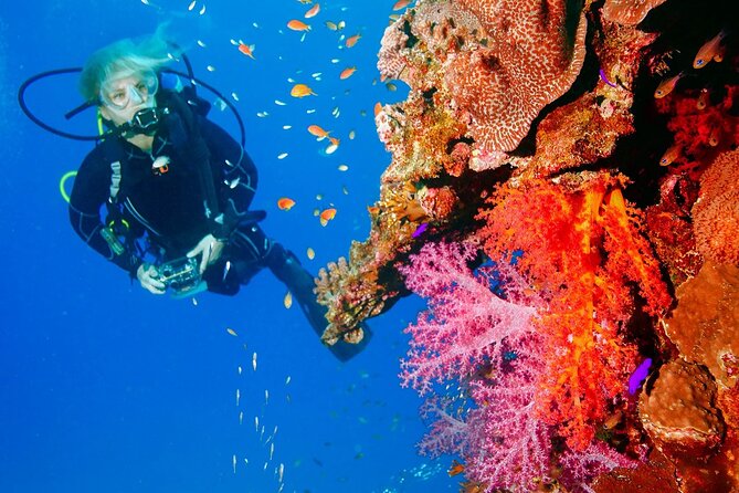 Punta Cana Reef Diving Adventure Explore Underwater Wonders - Discovering Underwater Marvels