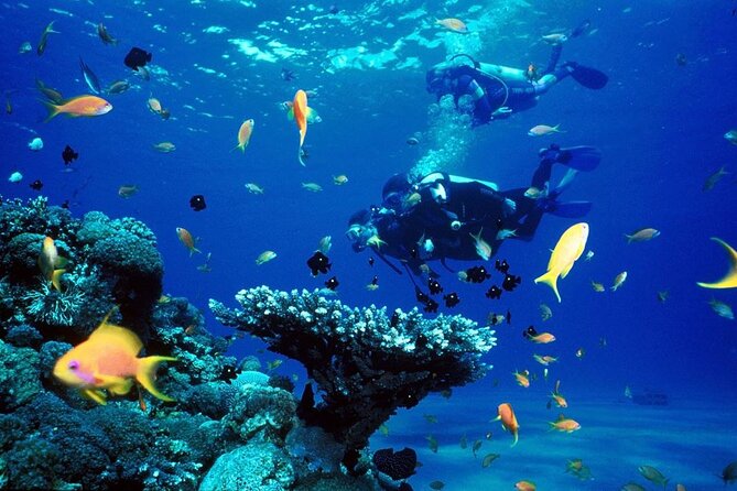 Punta Cana Reef Diving Adventure Explore Underwater Wonders - Preparing for the Adventure