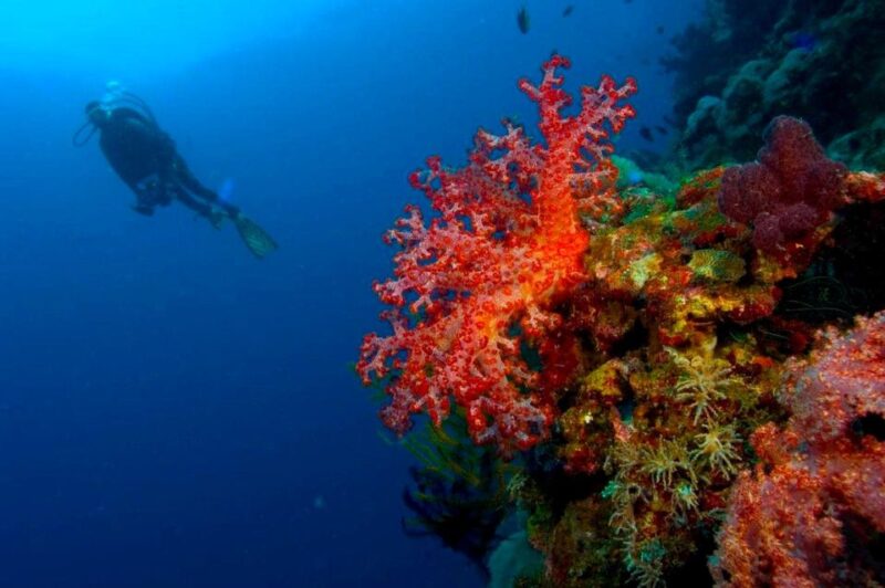 Punta Cana Reef Diving Adventure Explore Underwater Wonders - Discover Vibrant Marine Ecosystems