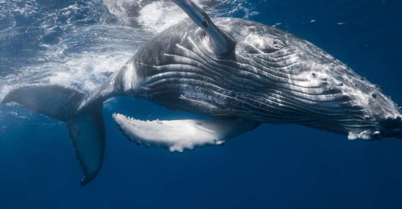 Punta Cana: Samana Whale Watching Cruise - Itinerary Details