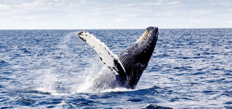 Punta Cana: Samana With Waterfall & Bacardi Island Day Trip - Transportation Details