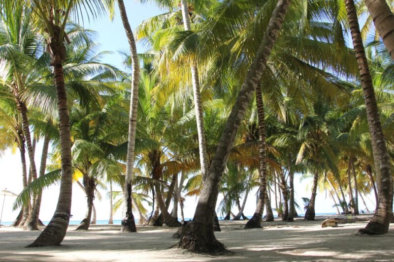 Punta Cana: Saona Island and Altos De Chavón Day Trip - Key Points