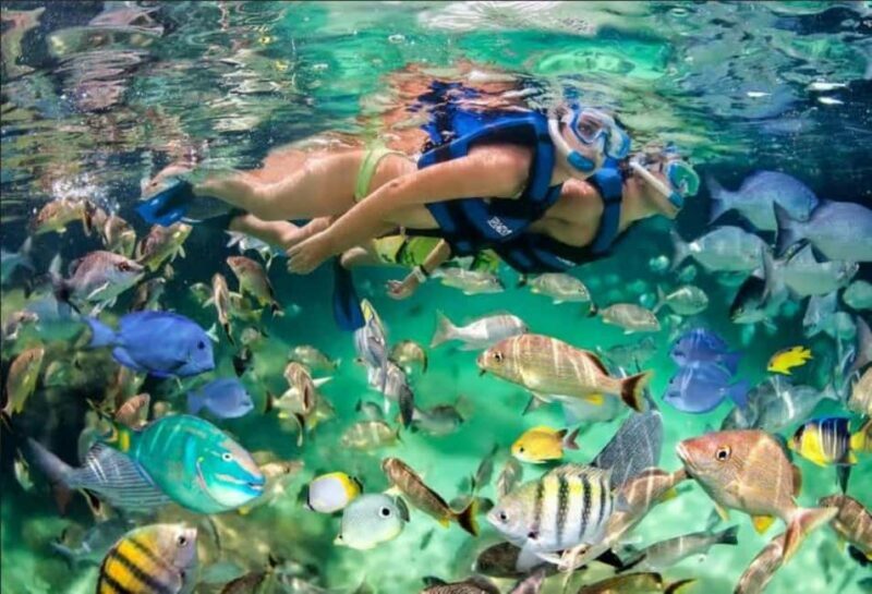 Punta Cana: Speedboat Ride, Snorkeling, & Dolphin Watching - An Authentic Marine Adventure in Punta Cana