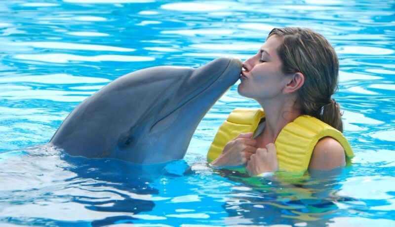 Punta Cana: Swim With Dolphins in the Pool - Key Points