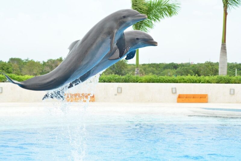 Punta Cana: Swim With Dolphins in the Pool - Highlights of the Experience