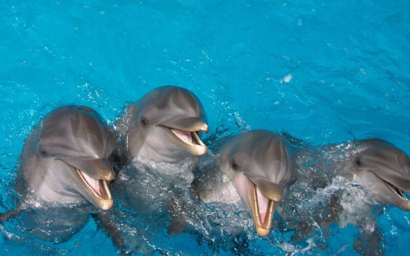 Punta Cana: Swim With Dolphins in the Pool - Whats Included and Excluded