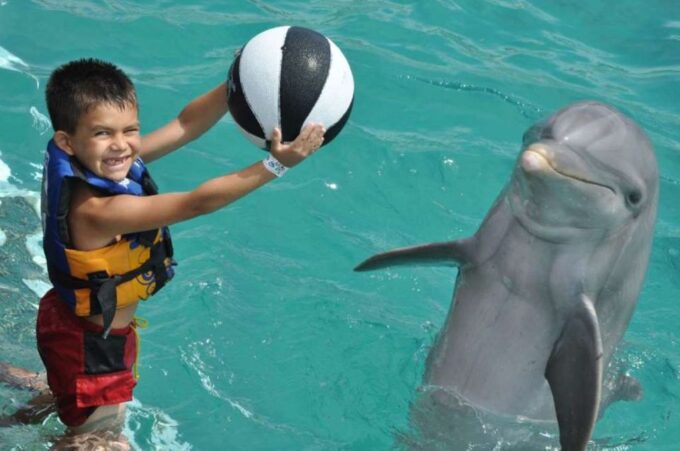 Punta Cana: Swim With Dolphins in the Pool - Meeting Point