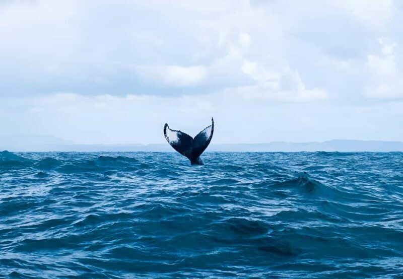 Punta Cana: Whale Watching and Bacardi Island Day Trip - An In-Depth Look at the Tour