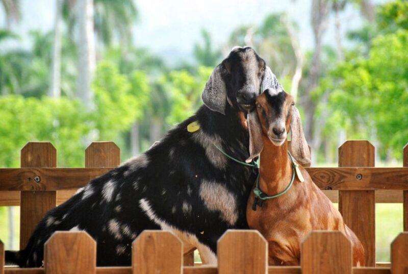 Punta Cana: Xploration Animal Park Bus Tour With Encounters - Pricing and Cancellation