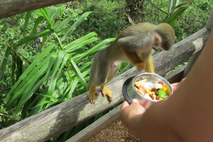 Punta Cana: Ziplines Adventures & Monkeyland Entry - Important Information