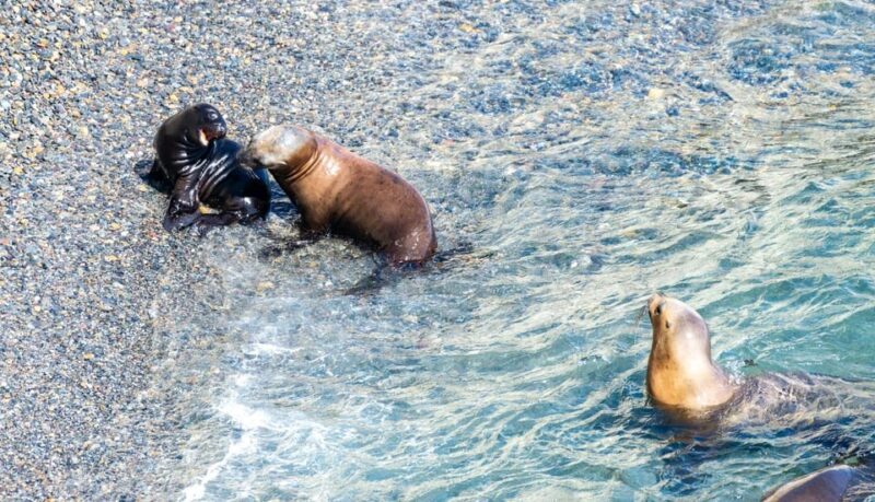 Punta Loma + Ranch Shore Excursion for Cruise Passengers - Itinerary