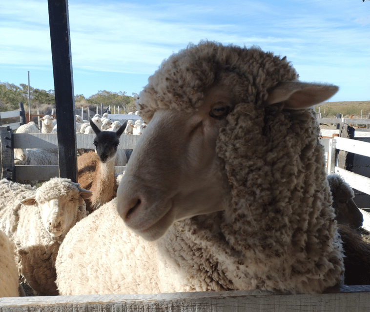 Punta Loma + Ranch Shore Excursion for Cruise Passengers - Cultural Experience at Estancia San Guillermo