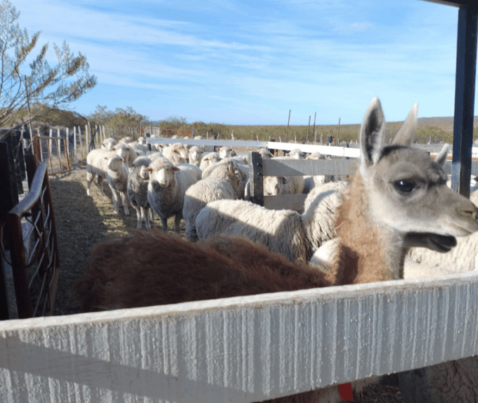 Punta Loma + Ranch Shore Excursion for Cruise Passengers - Meeting Point and Availability