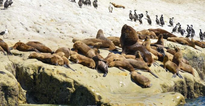 Punta Loma Shore Excursion With City Tour - Frequently Asked Questions