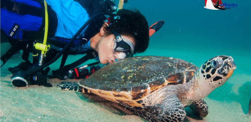 Punta Mita: Scuba Diving Adventure in Islas Marietas - Underwater Experience
