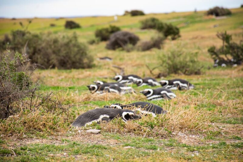 Punta Tombo 6-Hour Shore Excursion From Puerto Madryn - Inclusions and Group Size