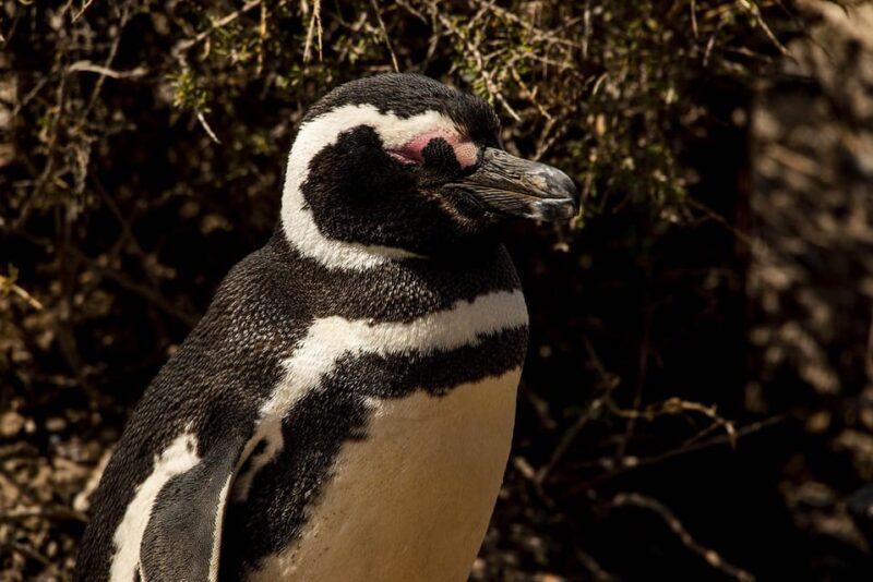 Punta Tombo 6-Hour Shore Excursion From Puerto Madryn - Recommendations and Important Information
