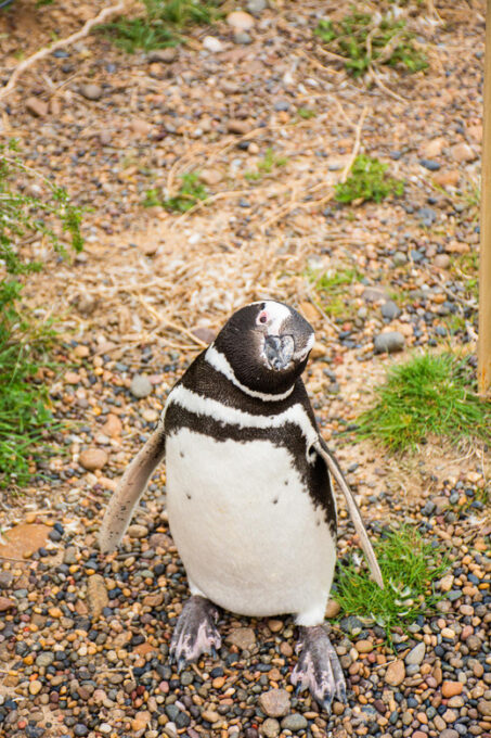 Punta Tombo 6-Hour Shore Excursion From Puerto Madryn - Starting Location Options