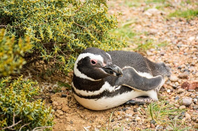 Punta Tombo 6-Hour Shore Excursion From Puerto Madryn - Roundtrip Transportation and Lunch