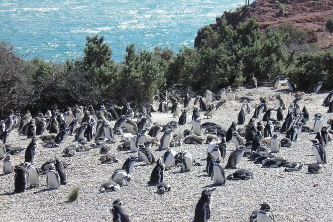 Punta Tombo for Cruises Walk Among Penguins - Key Points