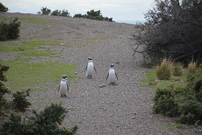 Punta Tombo for Cruises Walk Among Penguins - Tour Overview